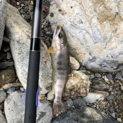 シーズン終盤　ニジマスラッシュ