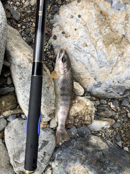 シーズン終盤　ニジマスラッシュ