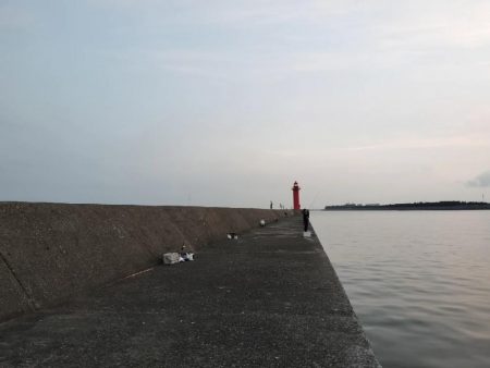 ケンサキイカ狙い