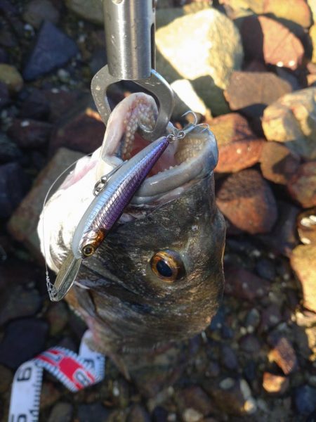 久しぶり釣果