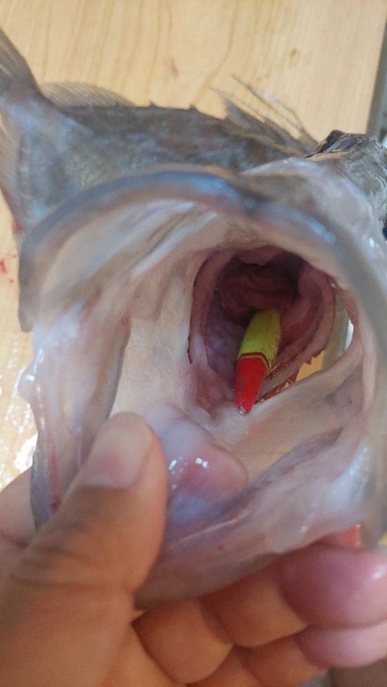 小浜沖 イカメタル バチコン