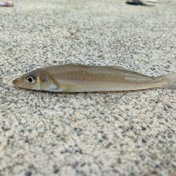 やらかしました…