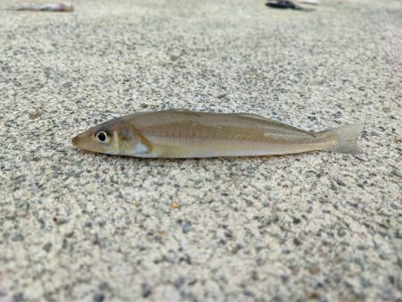 やらかしました…