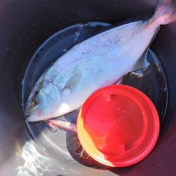 やっとシオが釣れたよ…