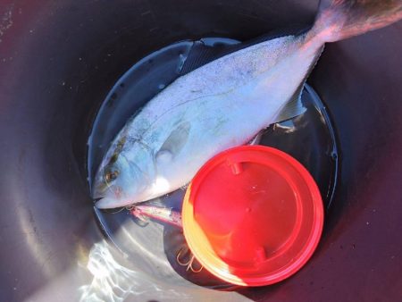 やっとシオが釣れたよ…