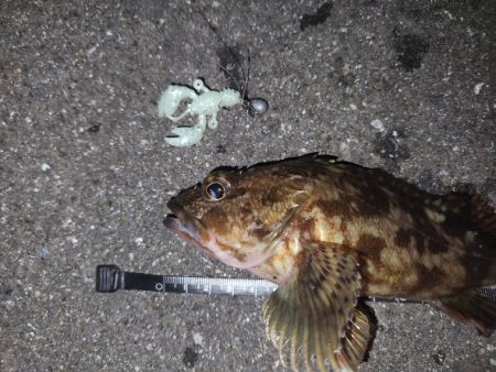 オンラインカサゴイベント