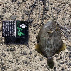 良型のカワハギ