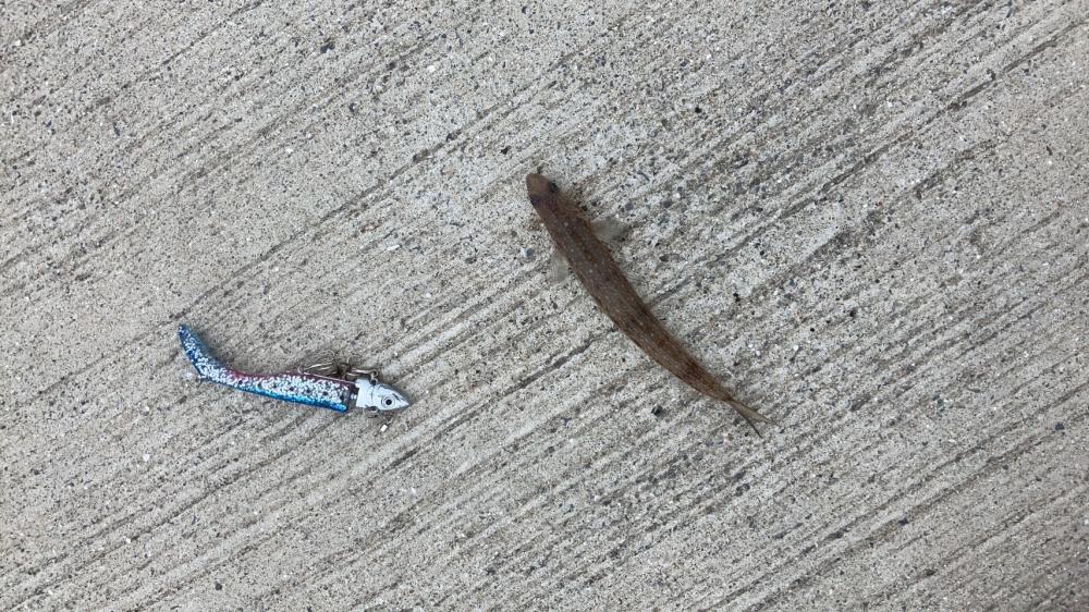 外道が多い。。