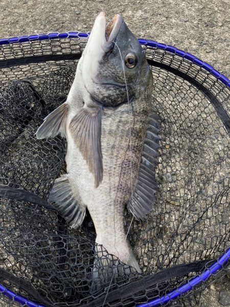 ノマセでクロダイ