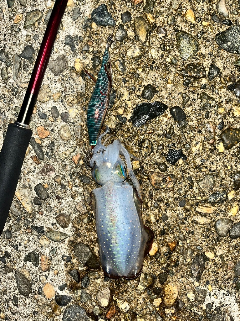 アオリイカ(お)