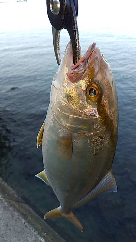 シーバス現れず…