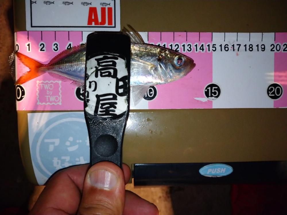 今夜も豆アジ修行