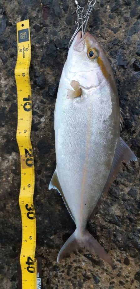 ランガンでネリゴ2匹ゲット