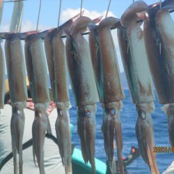 するめいか8～12杯