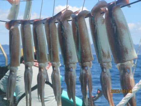 するめいか8～12杯