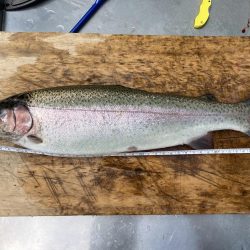 釣食浪漫 ～雨乞い？！～