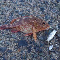 まだ小さいアコウ