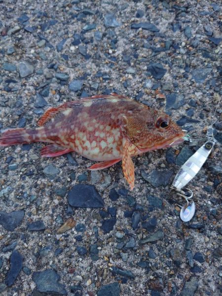 まだ小さいアコウ