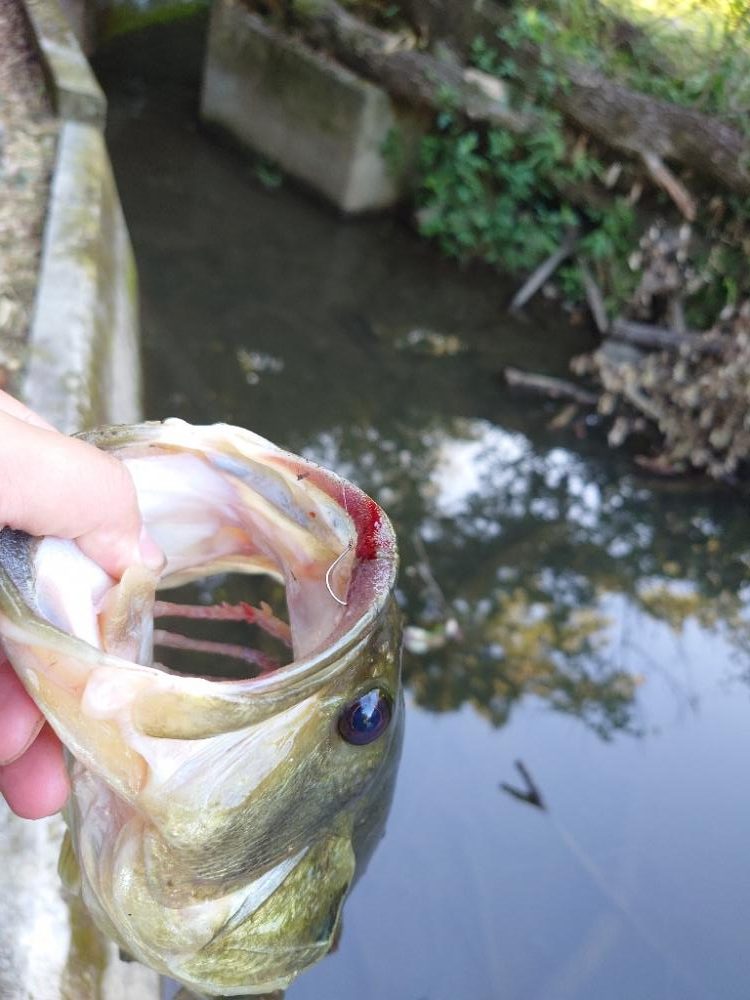 サイトフィッシング