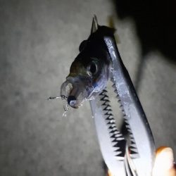 やっぱりアジング楽しい(*^^*)