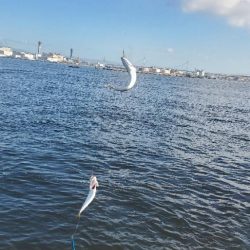 サバゲーとタコ