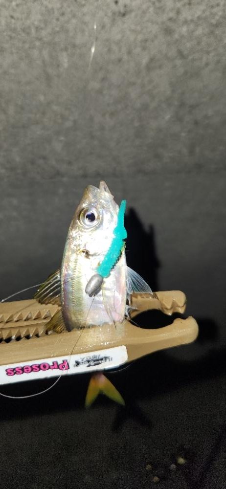 やっと、近所でもアジング開幕