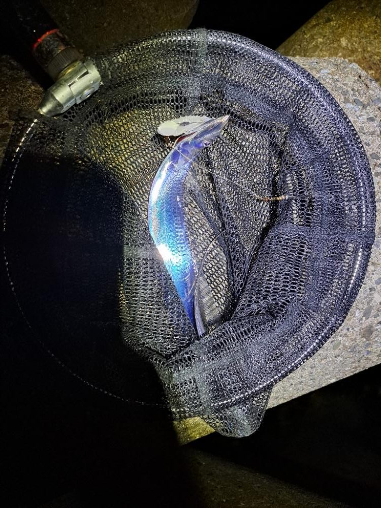 アジング、ワインド