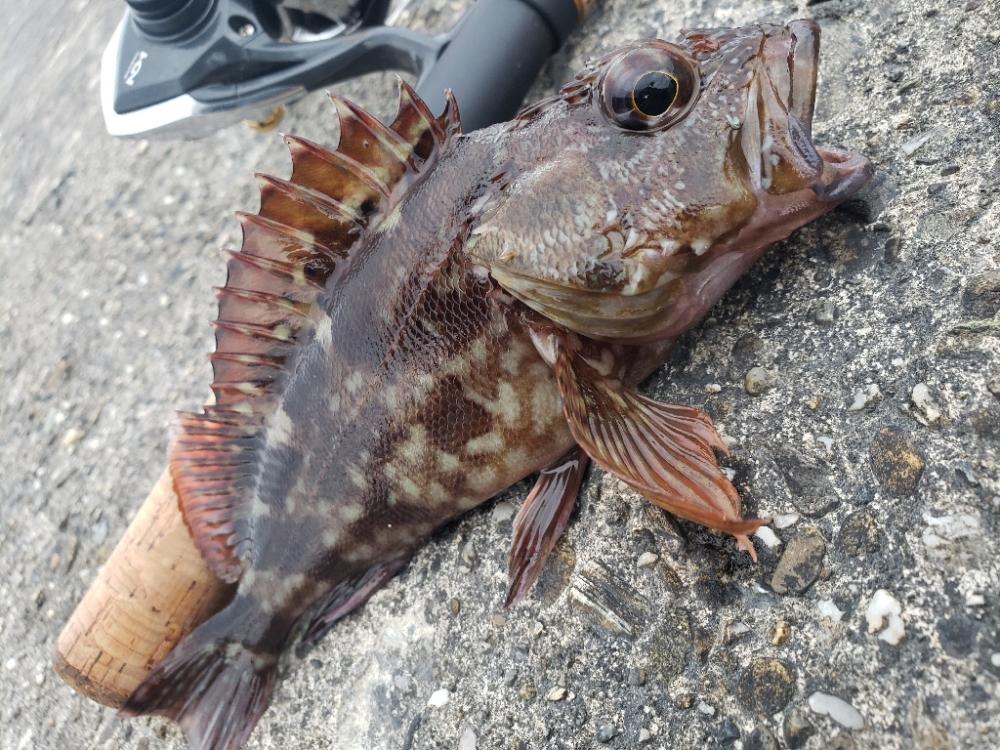 釣り散歩