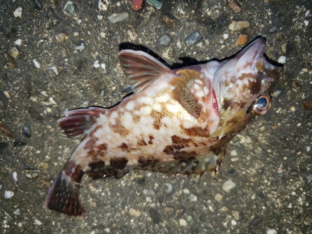 釣り散歩