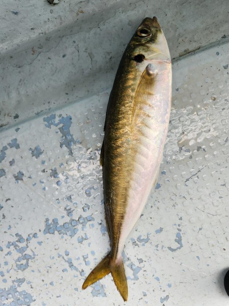 真夏のタイラバ