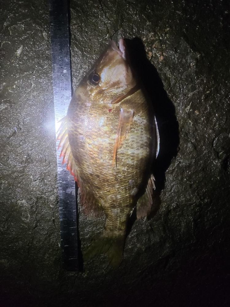 イサキ・ヨコスジフエダイ