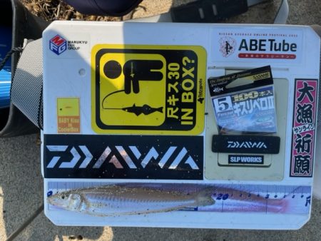 虹ノ松原での釣果