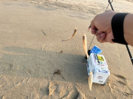 虹ノ松原でキス釣りしてきました