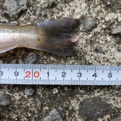 キス　今季最大ならず