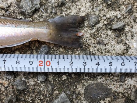 キス　今季最大ならず