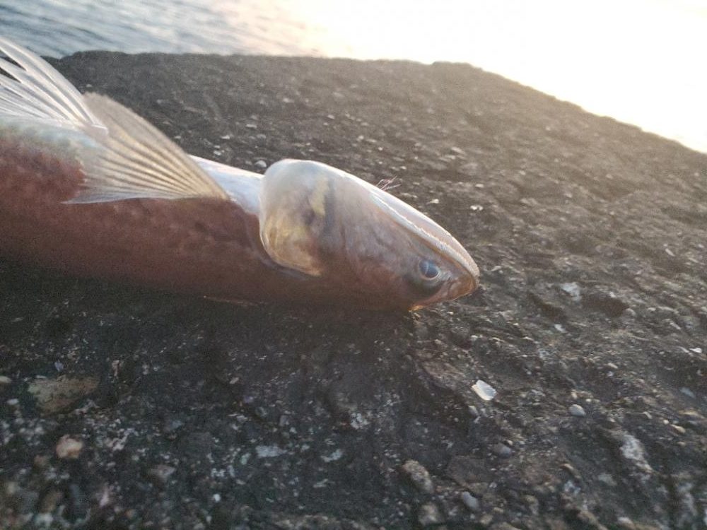 釣れるのはいつも