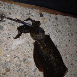 リリースサイズ