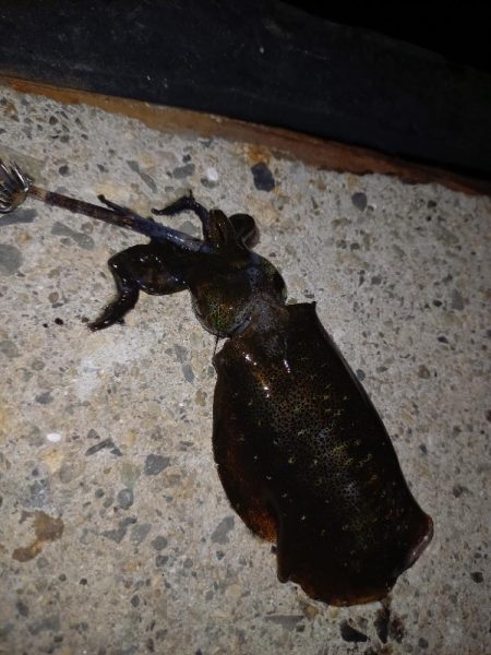 リリースサイズ