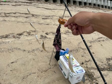 福吉浜での釣果