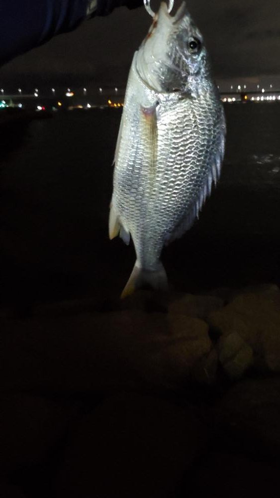 久々の朝マズメはショートバイトラッシュ