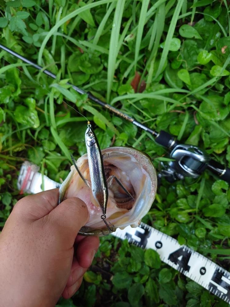 一発からの数釣り