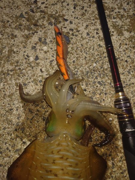 ナイトエギングIN対馬