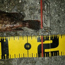 カサゴイベント