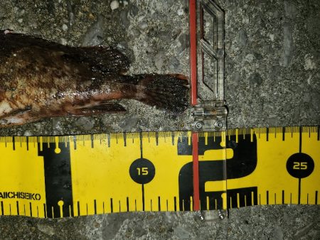 カサゴイベント