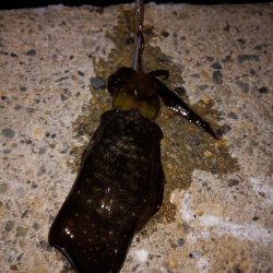 ケンサキとアオリ