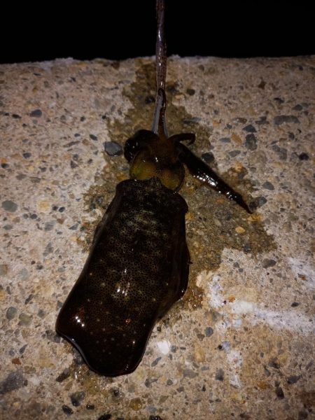 ケンサキとアオリ