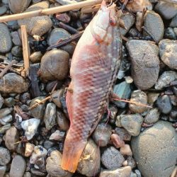 キス探し@やびつ周辺