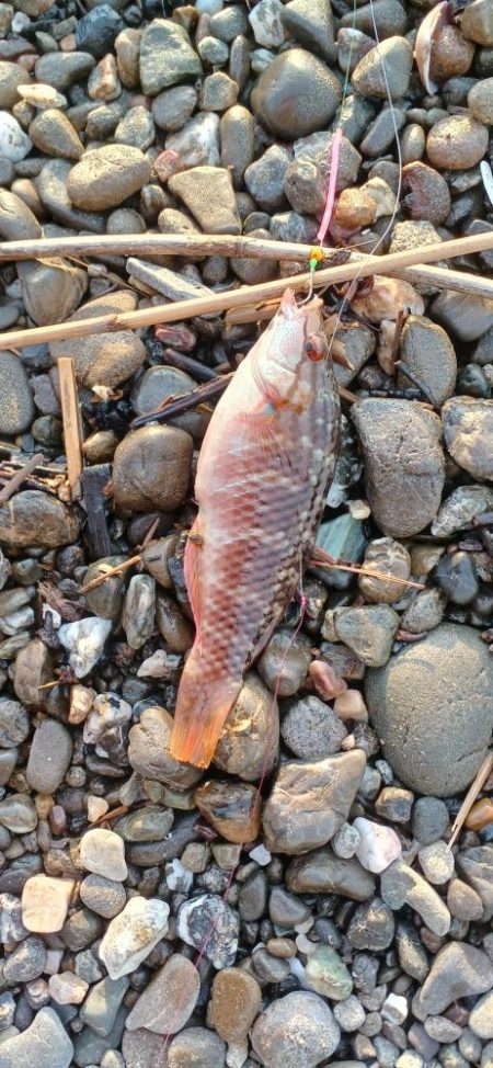 キス探し@やびつ周辺