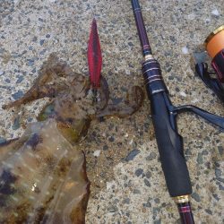 ナイトエギングIN対馬