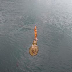 雨前エギングIN対馬